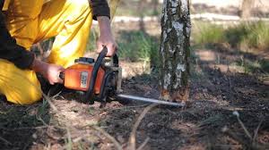 Best Tree Fertilization  in USA